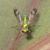 Dolichopodidae